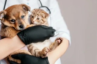 imagem Básico em Neurologia para Cães e Gatos