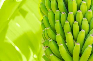 imagem Básico em Produção da Banana