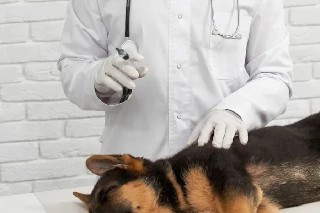 imagem Básico em Vacinação Canina