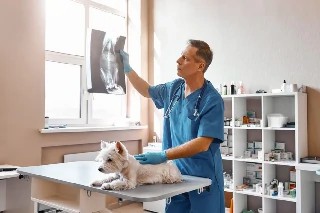 Curso Online Introdução à Radiologia Veterinária